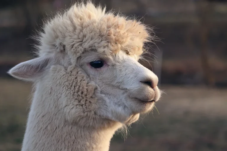 Llama 3.1
